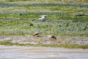 Faro: Ria Formosa Boat Tour by Eco-Friendly Solar Boat