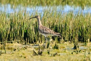 Algarve: Eco Boat Tour in the Ria Formosa Lagoon from Faro