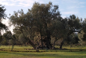 Algarve: Flavors and Traditions Tour