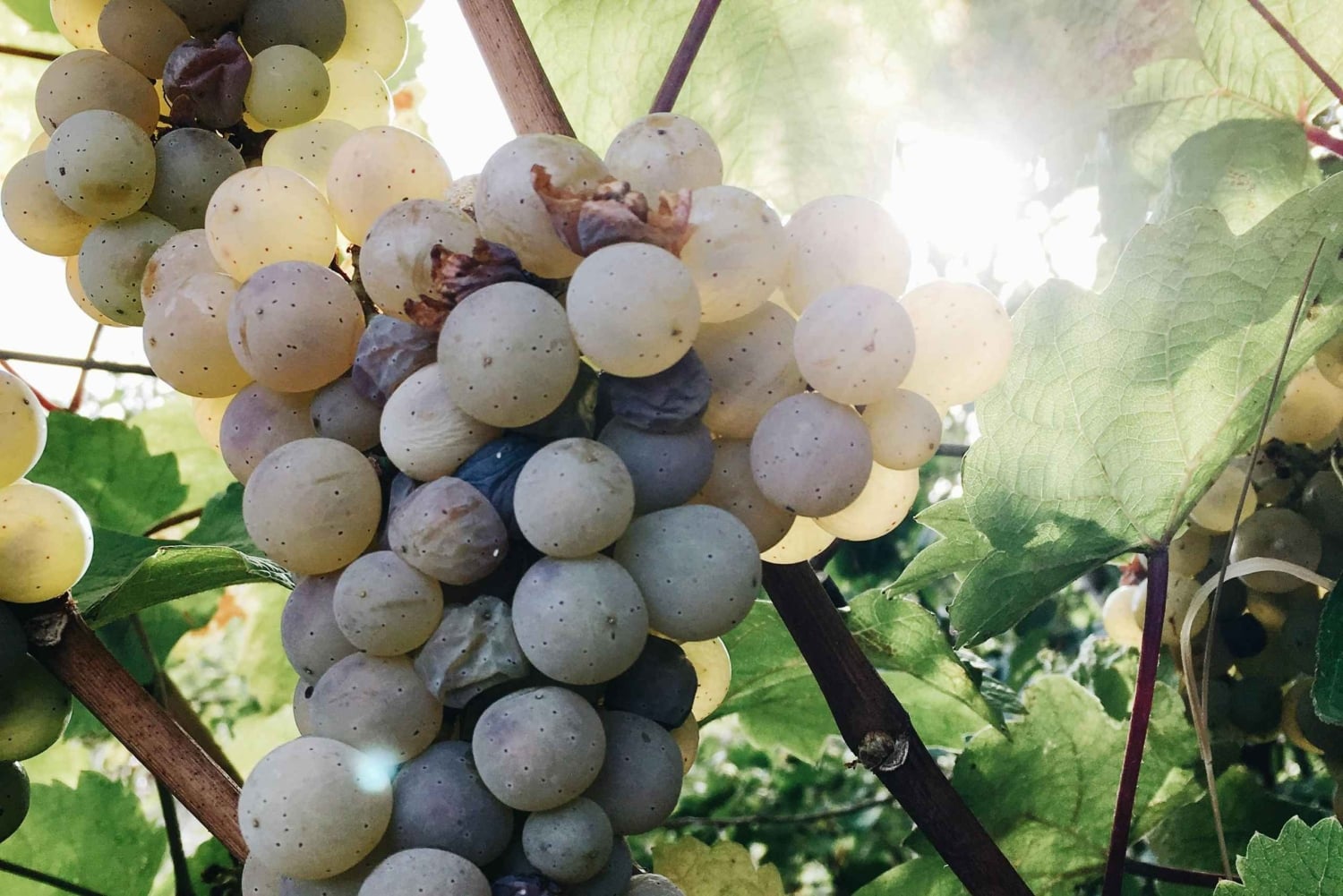 Algarven kultainen rannikko ja boutique-viinitila