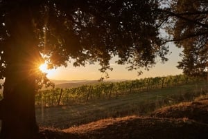 Algarven kultainen rannikko ja boutique-viinitila