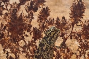Algarve: Caminatas guiadas por los Siete Valles Suspendidos