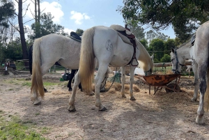 Algarve Horseriding tour in the countryside of Aljezur Rogil