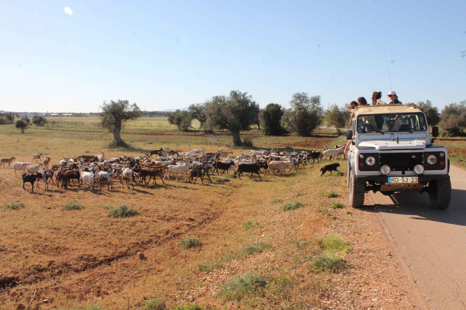 Albufeira: Jeepsafari halvdagstur på landsbygden