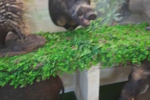 Algarve: Lagos, Ponta da Piedade en Sagres Privé Tour