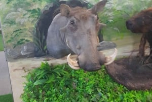 Algarve: Lagos, Ponta da Piedade en Sagres Privé Tour