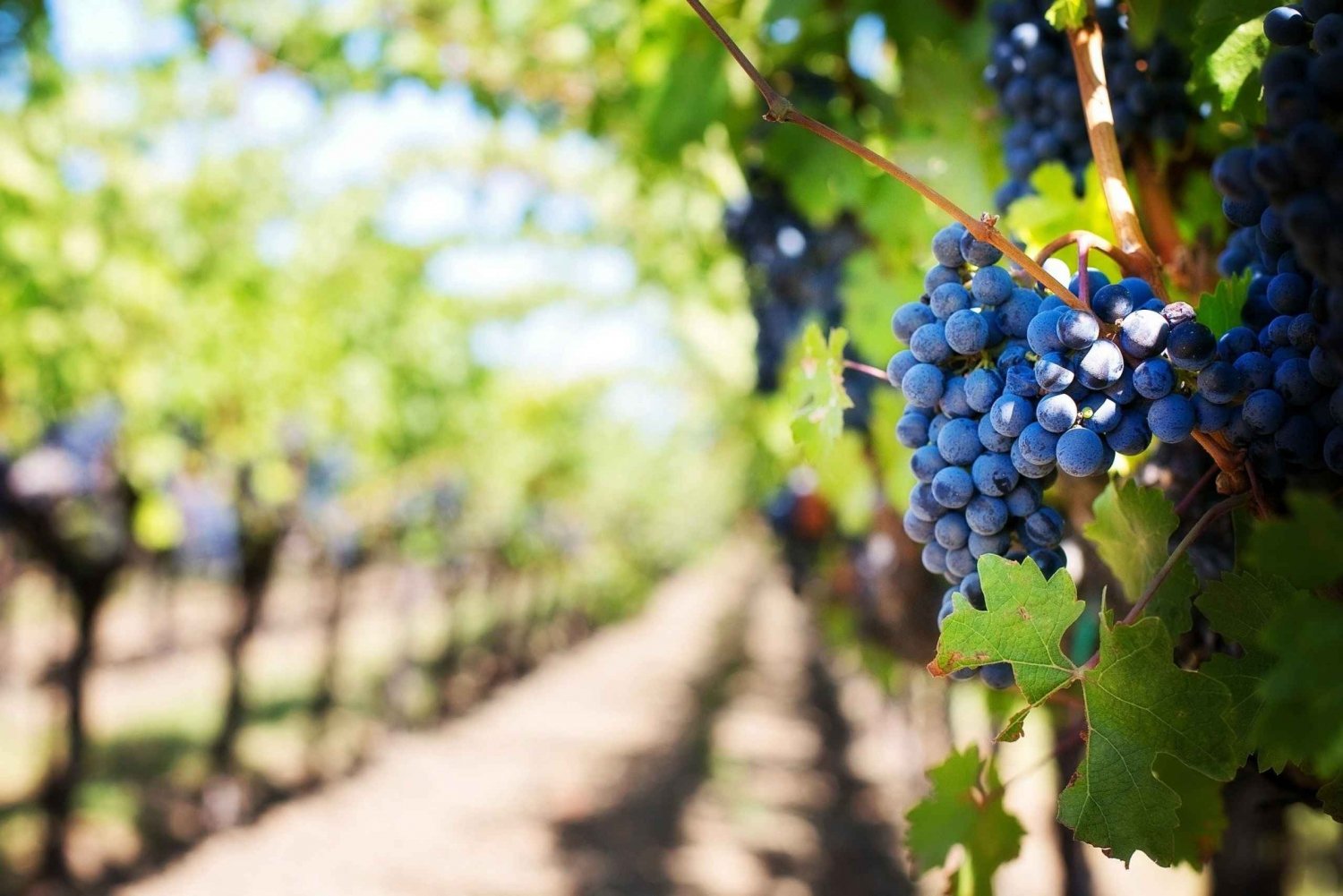 Algarve: Viinitilakierros: Maisemat, keramiikka ja viinitilat