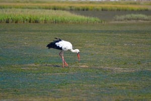 Algarve: Olhão Hoogtepunten Tour en Ria Formosa Rondvaart