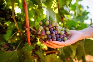 Algarve: privat tur i klassisk bil og vinsmaking