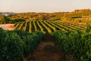 Algarve: privat tur i klassisk bil og vinsmaking