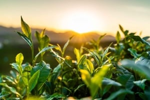 Algarve: Privat klassisk bil med naturskjønn flukt og piknikglede