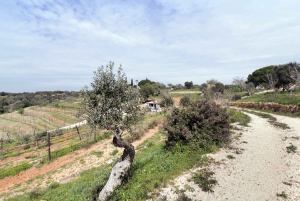 Algarve Private Picnic in the Vineyard with Wine Pairing