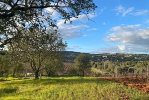 Algarve Private Picnic in the Vineyard with Wine Pairing