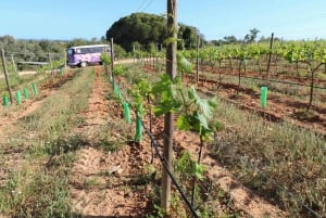 Carvoeiro, Portimão, Lagos: Piquenique romântico na vinha no Algarve