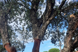 Algarve: 4x4 Safari Tour – från kustens underverk till landsbygdens skatter