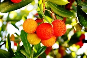 Algarve: O Melhor do Oeste Tour de Dia Inteiro