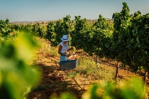 Algarve: Vineyard Tour & Premium Wine Tasting in Silves