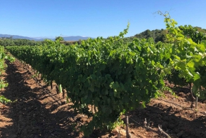 Algarven viinikierros ja vuoristoretki lounaalla tai illallisella