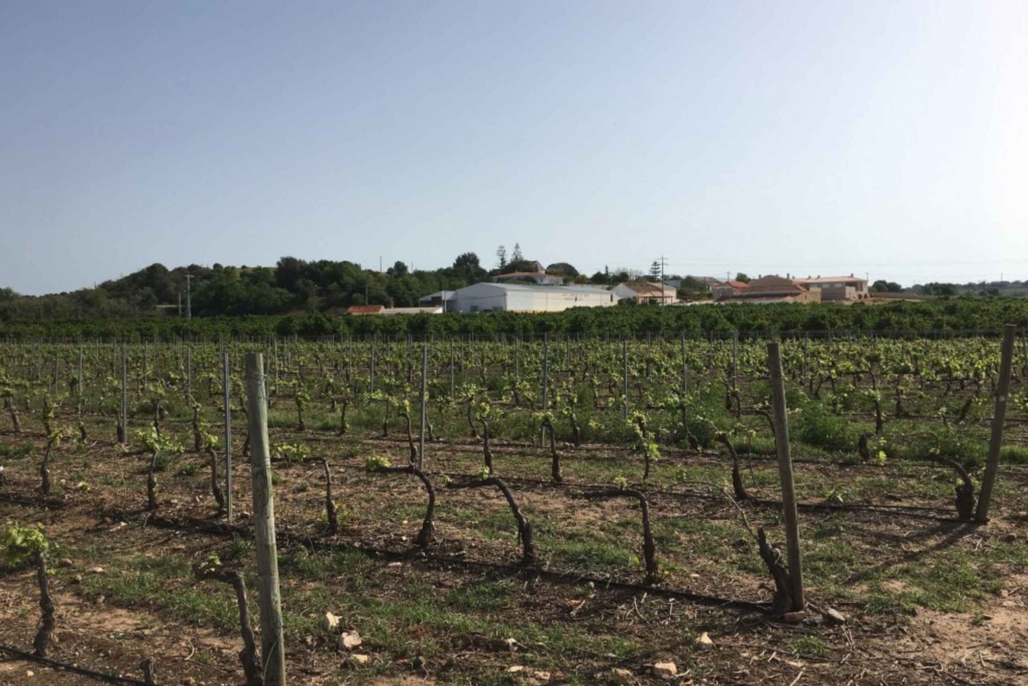 Algarve Wine Tour på två vingårdar guidad av vinexpert