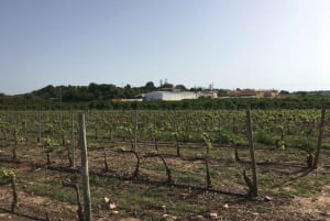 ワイン専門家が案内する2つの農園を巡るアルガルヴェワインツアー