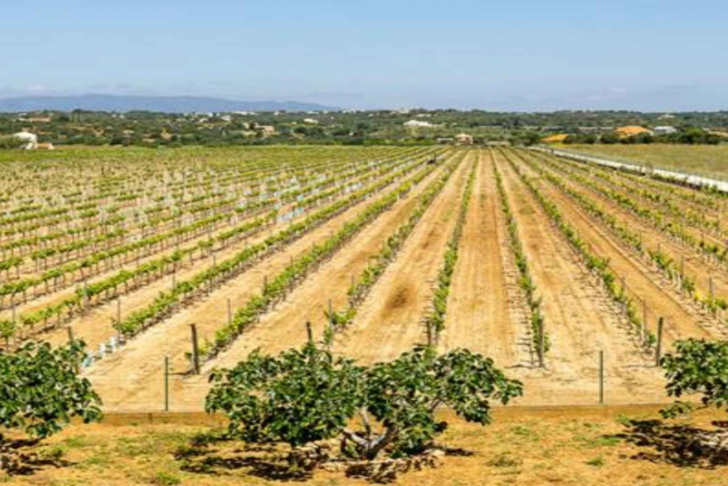 Algarves klassiske vinsmaking