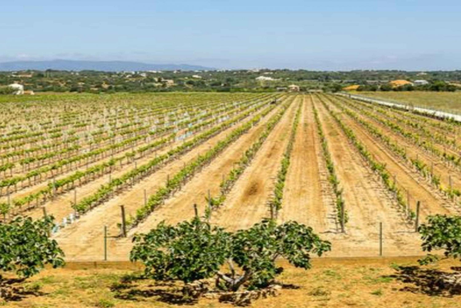 Algarve's Classic Wine Tasting