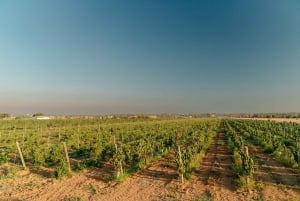 Algarve's Classic Wine Tasting