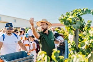 Algarve's Classic Wine Tasting