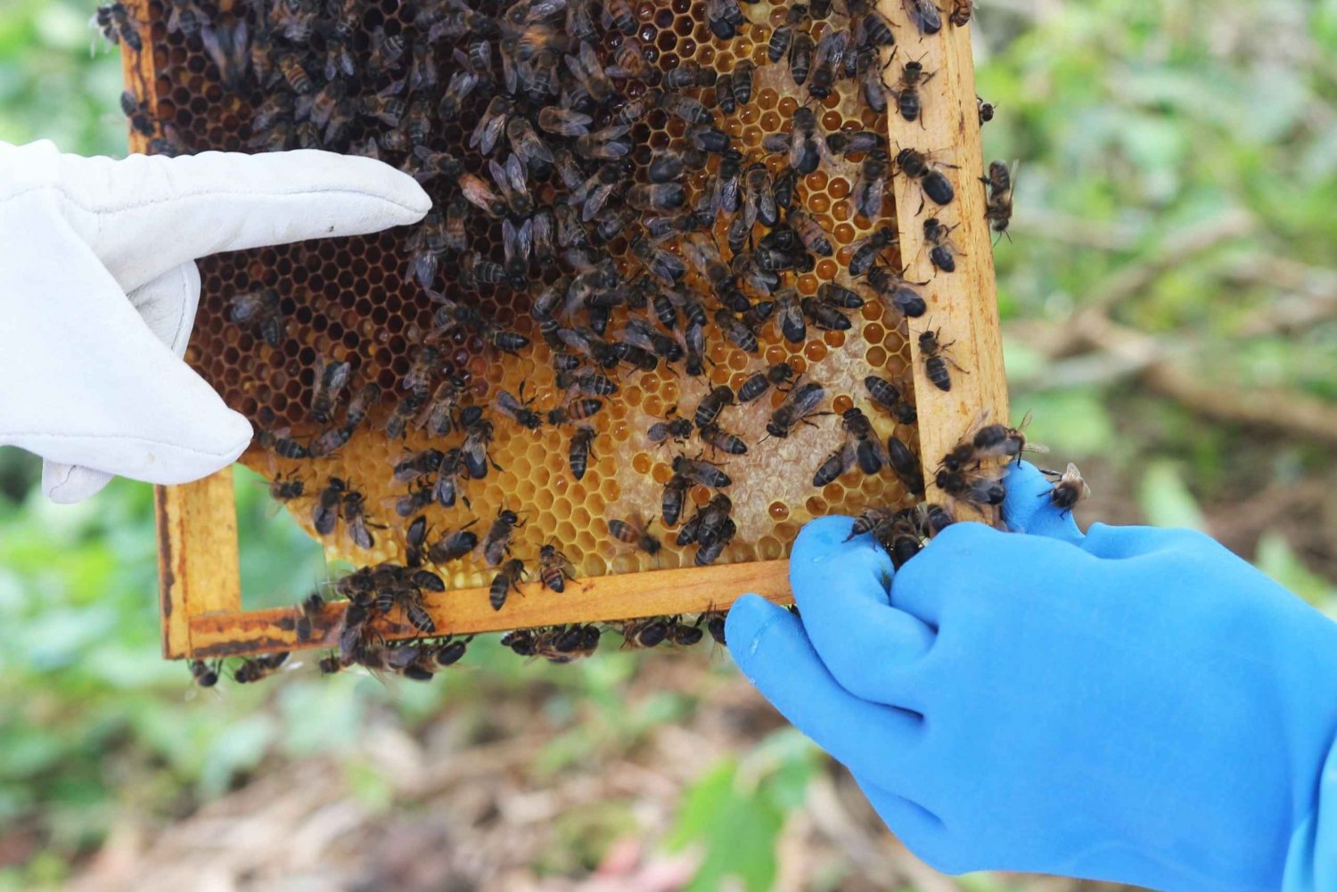 Azores Beekeeping Tour and Honey Taste