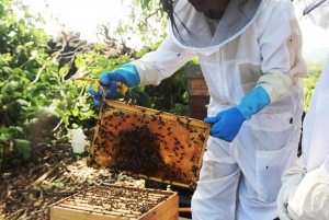 Azores Beekeeping Tour and Honey Taste