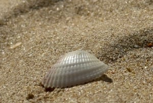 Tour de 1 hora a la cueva de Benagil con guía local.