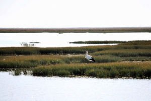 Birdwatching in Ria Formosa: Eco Boat Tour from Faro