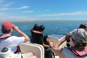 Faro: Ria Formosa Eco Birdwatching Boat Tour