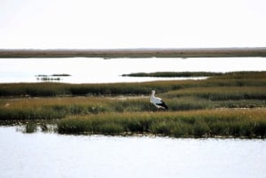 Faro: Ria Formosa Eco Birdwatching Boat Tour