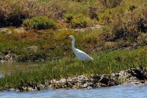 Faro: Ria Formosa Eco Birdwatching Boat Tour