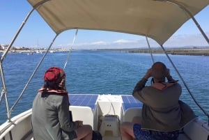 Faro: Ria Formosa Eco Birdwatching Boat Tour