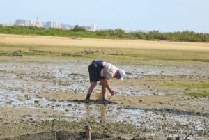 Faro: Ria Formosa Eco Birdwatching Boat Tour