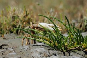 Faro: Ria Formosa Eco Birdwatching Boat Tour