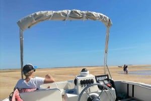 Faro: Ria Formosa Eco Birdwatching Boat Tour