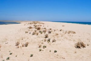 Faro: Ria Formosa Eco Birdwatching Boat Tour