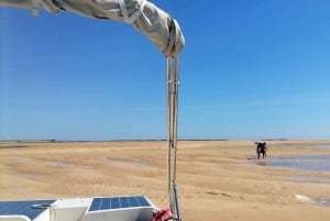 Faro: Ria Formosa Eco Birdwatching Boat Tour