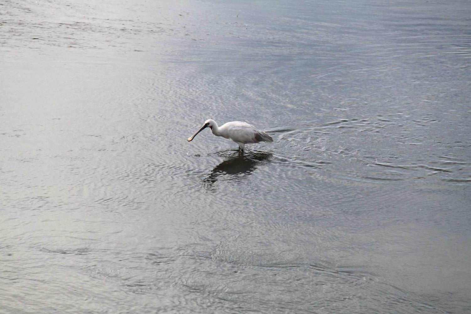 Birdwatching nella Ria Formosa