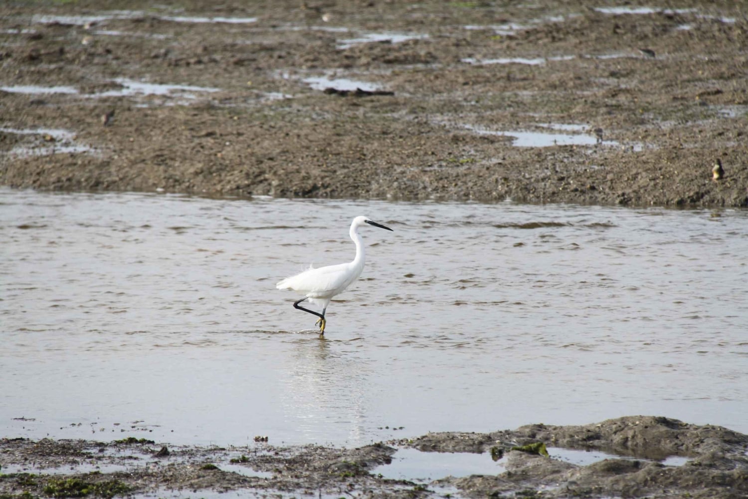 Birdwatching nella Ria Formosa