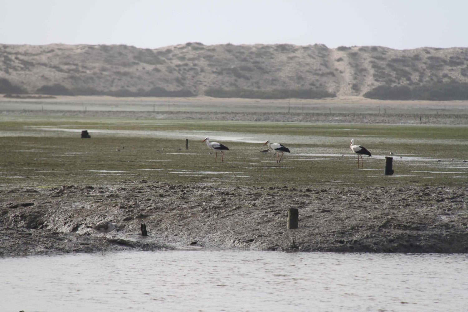Birdwatching nella Ria Formosa