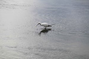 Birdwatching nella Ria Formosa