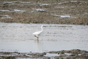 Birdwatching nella Ria Formosa
