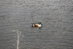 Birdwatching nella Ria Formosa