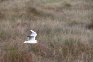 Birdwatching nella Ria Formosa
