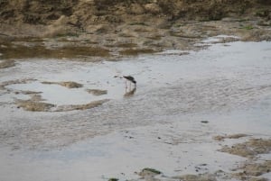 Birdwatching nella Ria Formosa