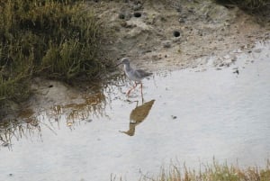 Birdwatching nella Ria Formosa